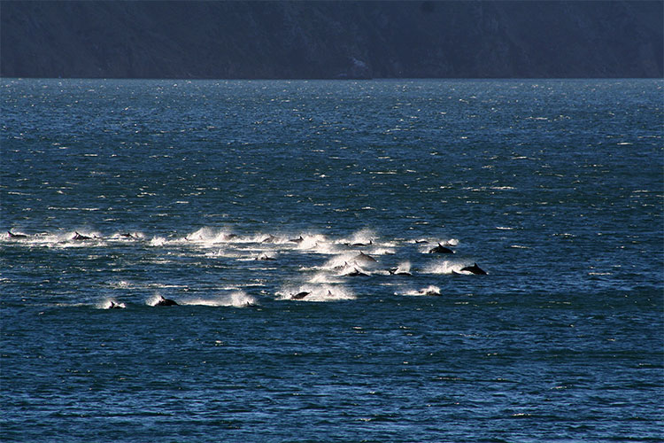 dolphins-2.jpg